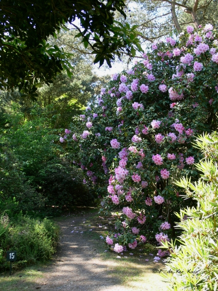 Bois des Moutiers (239) Mai 2012